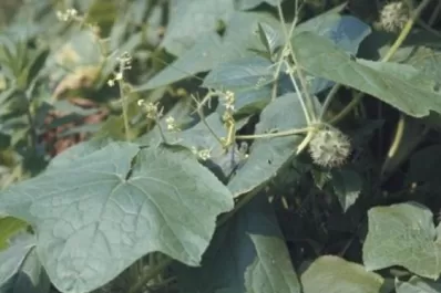 La Eeaoc presentó sus avances en cuanto a buen manejo de malezas