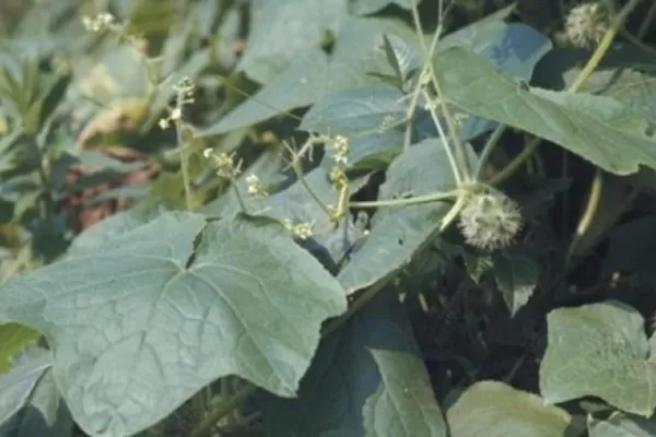 La Eeaoc presentó sus avances en cuanto a buen manejo de malezas