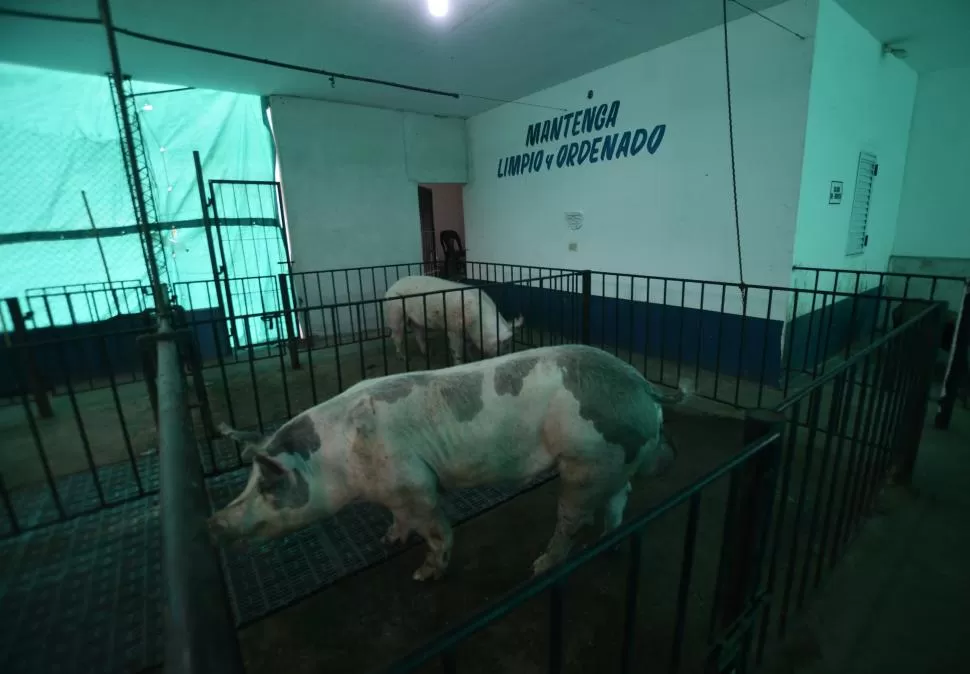 SALAS DE GESTACIÓN. Son granjas que cuentan con 60 reproductoras, aspiran a que ese número llegue a 200. 
