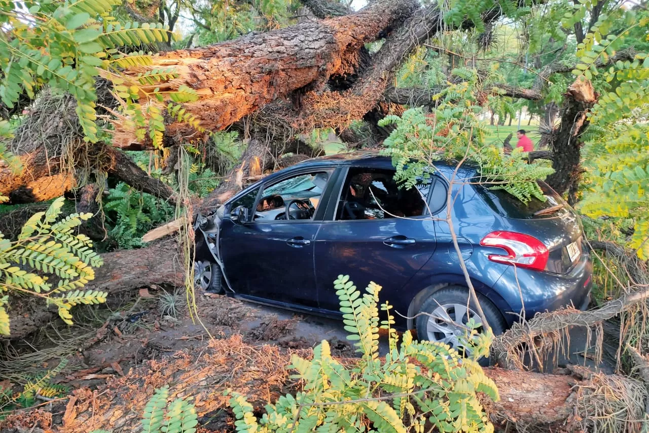 Se cayó un árbol en el parque 9 de Julio y aplastó un auto