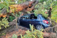 Se cayó un árbol en el parque 9 de Julio y aplastó un auto
