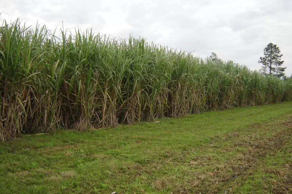 CULTIVO DE CAÑA DE AZÚCAR. Imagen tomada en un campo tucumano.  