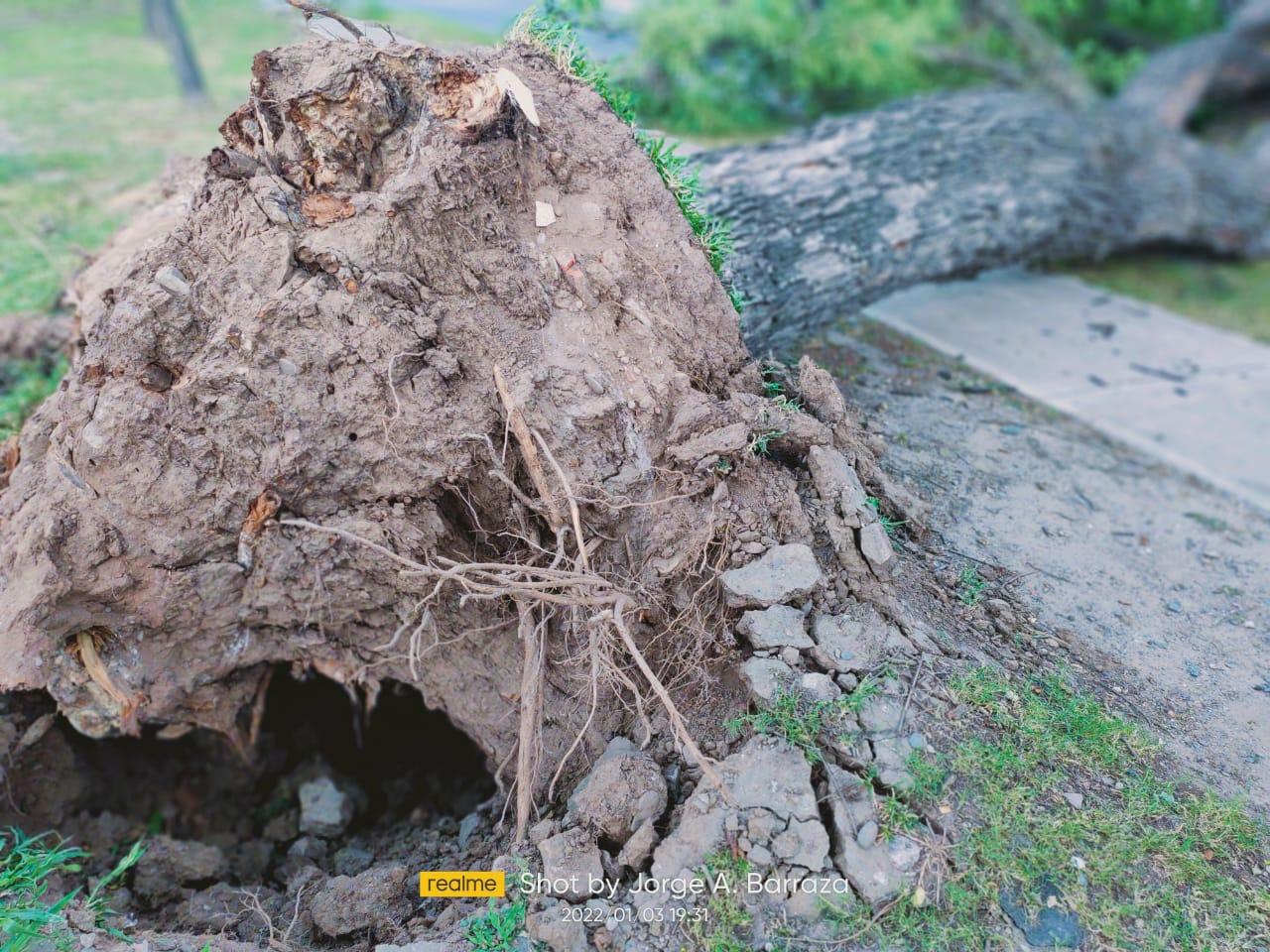 Se cayó un árbol en el parque 9 de Julio y aplastó un auto