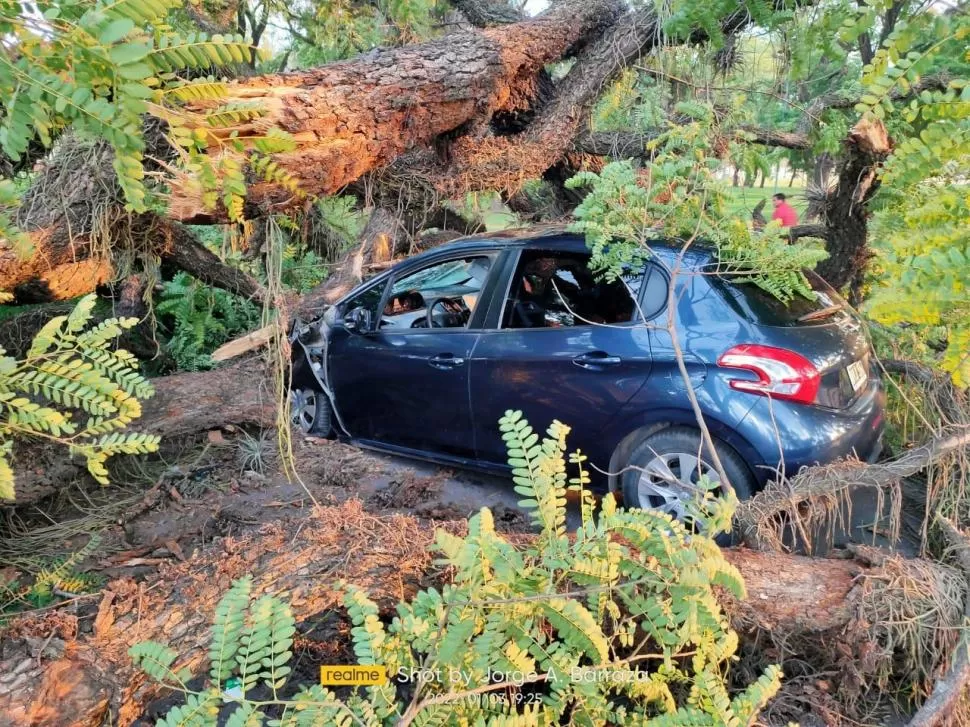 AUTO APLASTADO POR UN ESPECIMEN DEL PARQUE 9 DE JULIO. El hecho ocurrió este lunes 3 de enero: afortunadamente, el conductor salió ileso. FOTO ENVIADAS A La Gaceta EN WHATSAPP