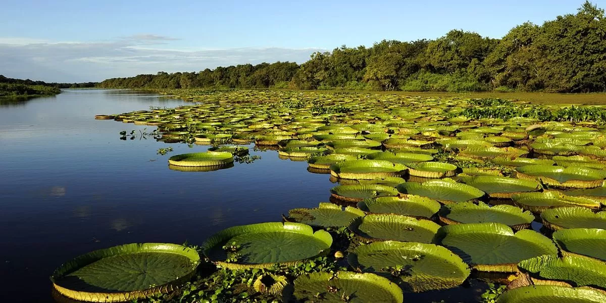 Esteros del Iberá.