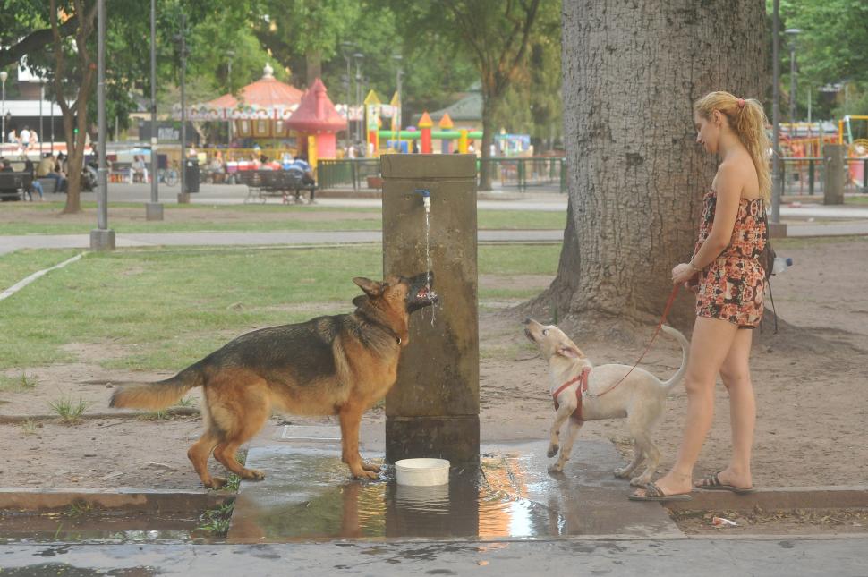 ALTERNATIVAS. Por razones sanitarias, está prohibido incinerar o enterrar animales en el espacio público. LA GACETA