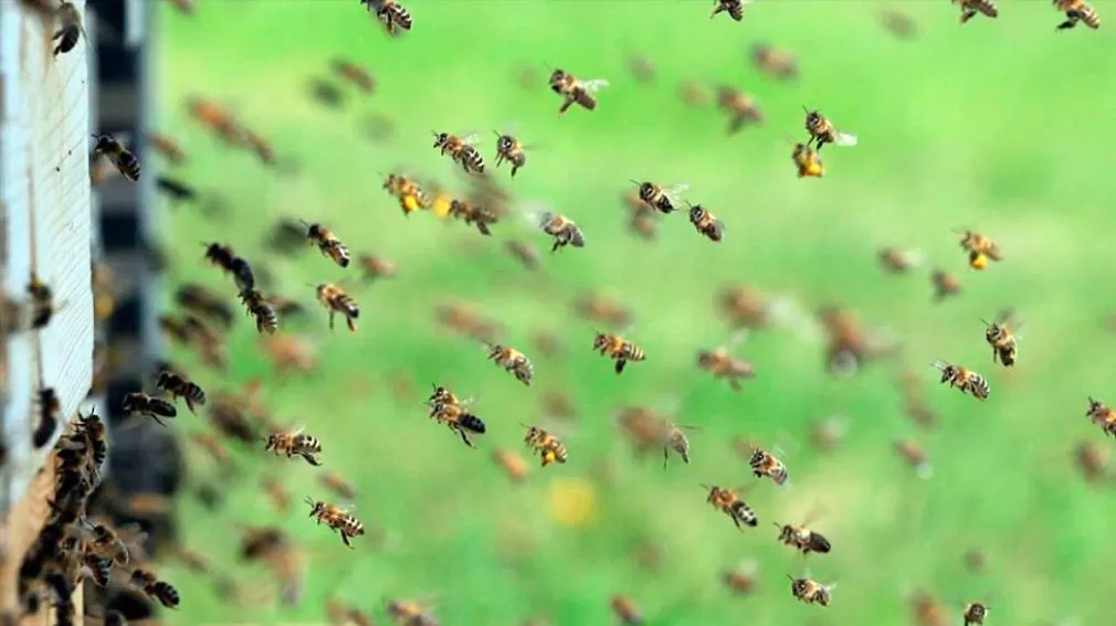 imagen ilustrativa. Foto diariopanorama.com