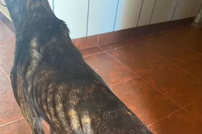 Con intervención de la Justicia, rescataron a dos perros que estaban en mal estado