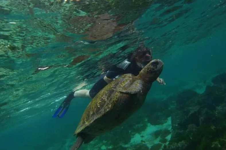 Expanden el área protegida alrededor de las Islas Galápagos por las especies migratorias
