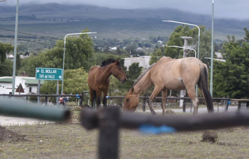 ANIMALES. En la ruta a los valles se debe transitar con precaución. la gaceta / fotos de Osvaldo Ripoll