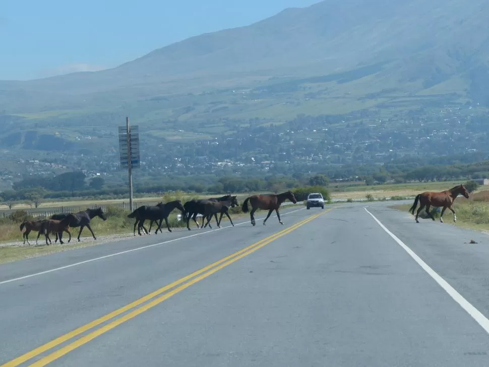 PELIGRO. Los animales sueltos representan un riesgo muy grande para los conductores, sobre todo en la noche, cuando más accidentes se producen.  