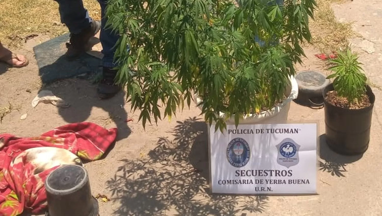Buscaban herramientas robadas y descubrieron plantas de marihuana