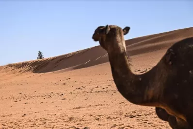 Extreman las precauciones para los que vuelven de Qatar: temor por el virus del camello