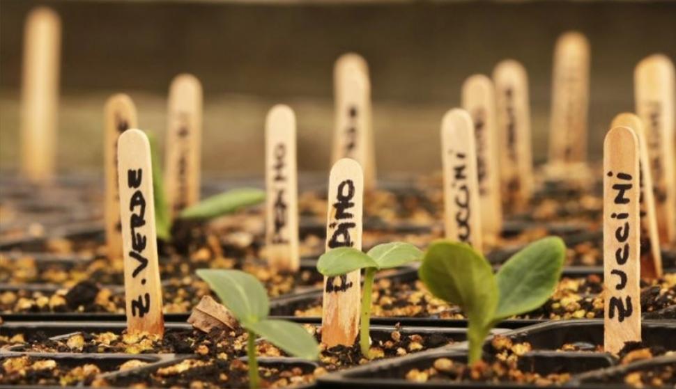 SEÑALADORES. Es importante cuidar las plantas desde que nacen. 