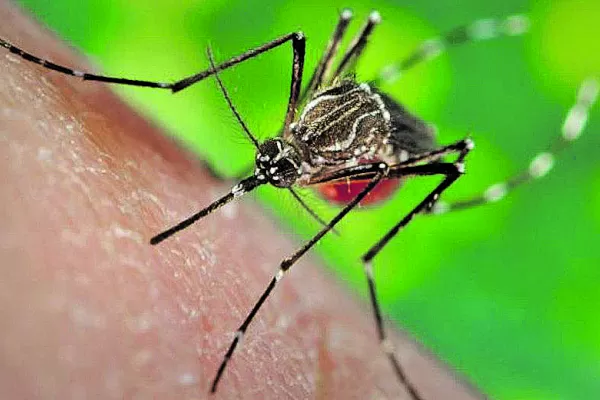 Rosario: una mujer se contagió de dengue y covid-19 al mismo tiempo