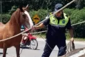 Secuestran caballos sueltos en la ruta 307
