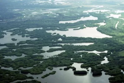 Cinco formas en las que el cambio climático intensifica las amenazas para la salud de las plantas