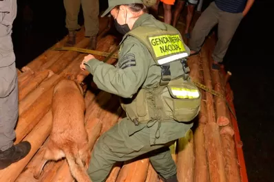 Incautaron tres toneladas de marihuana ocultas en un cargamento de madera