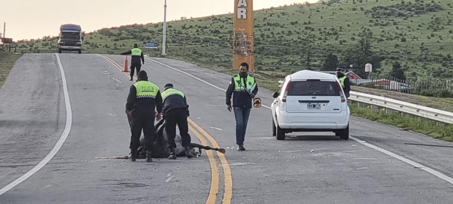 PELIGRO. Un nuevo siniestro vial por los animales sueltos en las rutas de Tucumán.