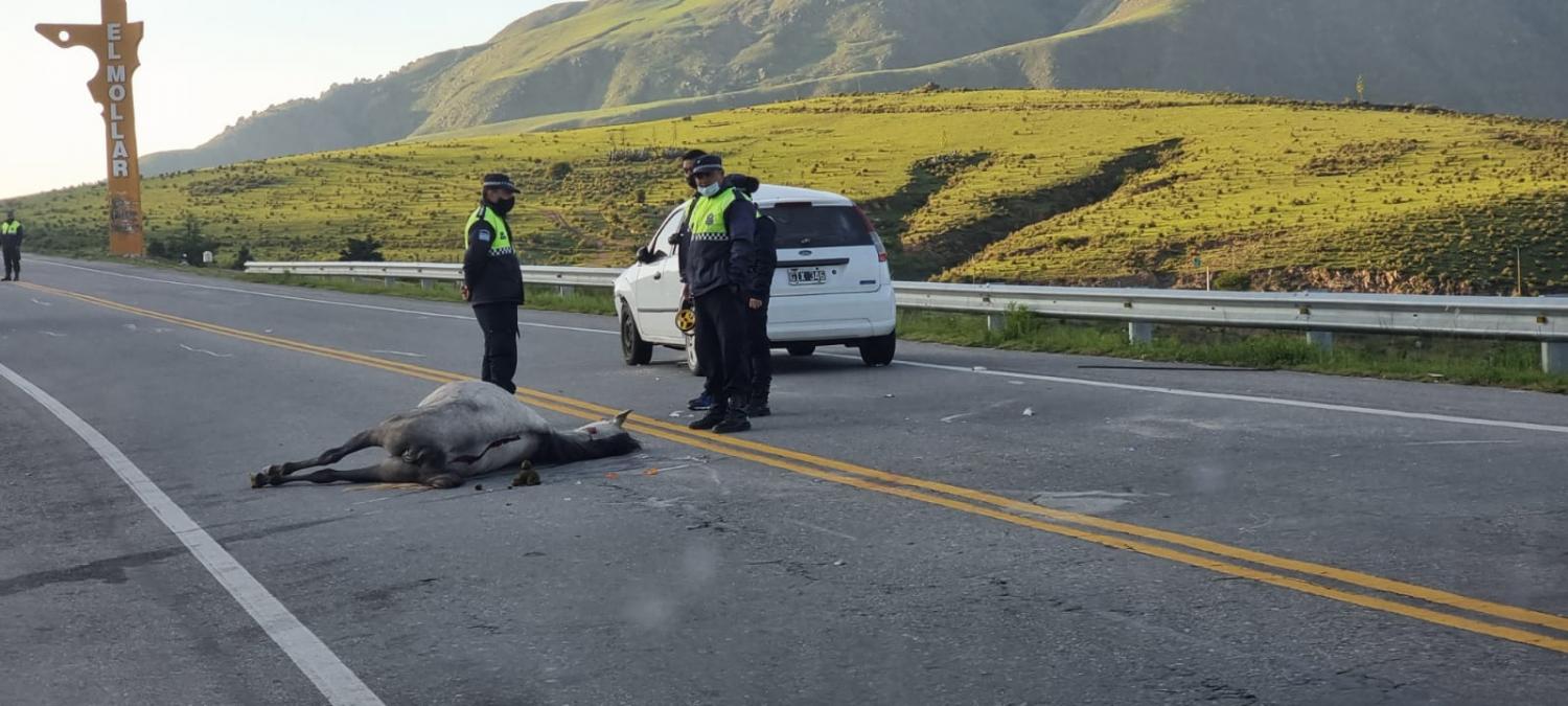 SIN VIDA. El caballo arrollado murió como consecuencia del tremendo impacto.