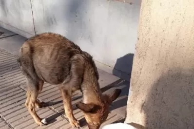 Cartas de lectores III:  animales