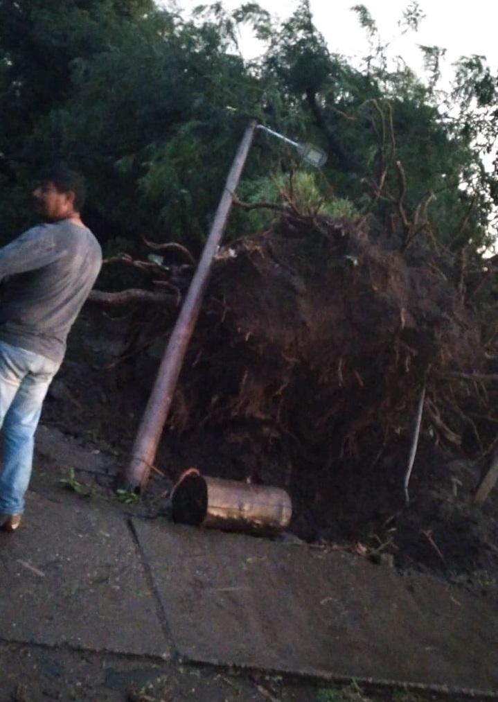 ÁRBOLES CAÍDOS EN TARUCA PAMPA. 