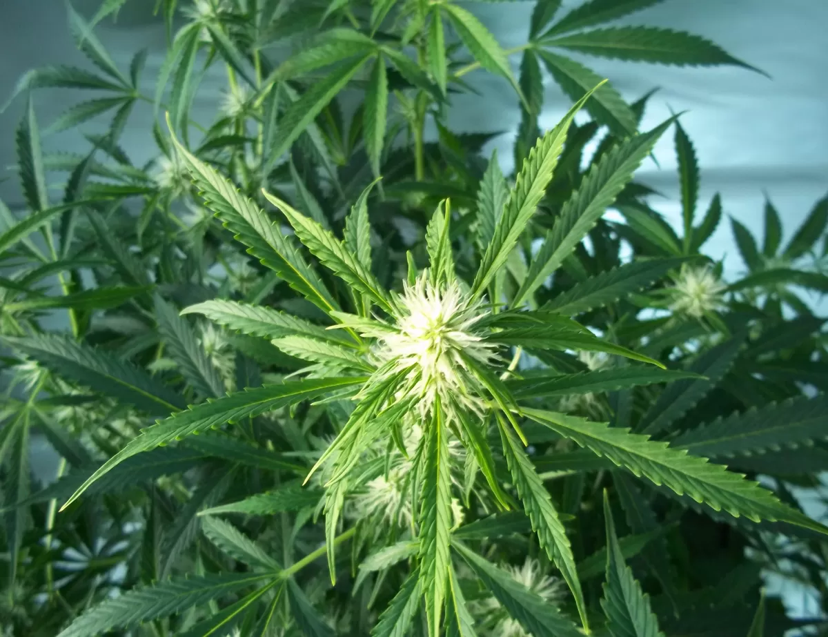 CULTIVO DE MARIHUANA