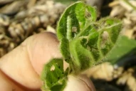 Aconsejan monitorear la soja, por orugas medidoras