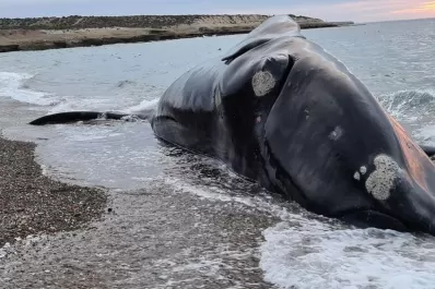 Hubo 45 ballenas muertas el año pasado
