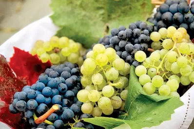 El Senasa controla la uva para combatir la Lobesia Botrana