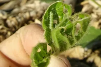 Aconsejan monitorear la soja, por orugas medidoras