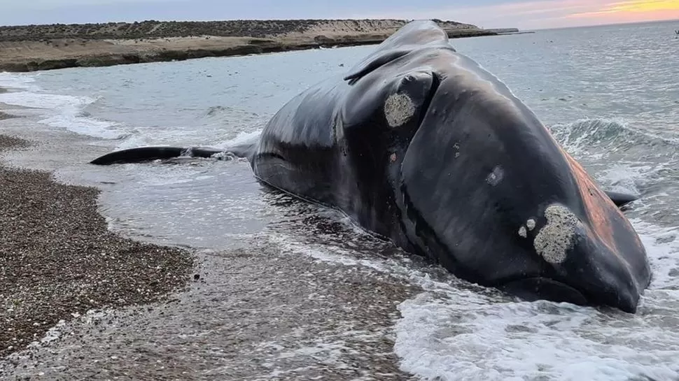 PREOCUPANTE. La mayoría de ballenas adultas muertas era hembra. 
