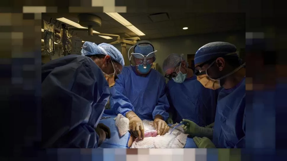 AVANCE MÉDICO. Ya se han hecho trasplantes de órganos de cerdo en humanos, y se sigue investigando. Joe Carrotta/NYU Langone Health