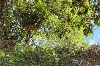 Brenda Fruhvirtova: “fue increíble el apoyo de la gente”