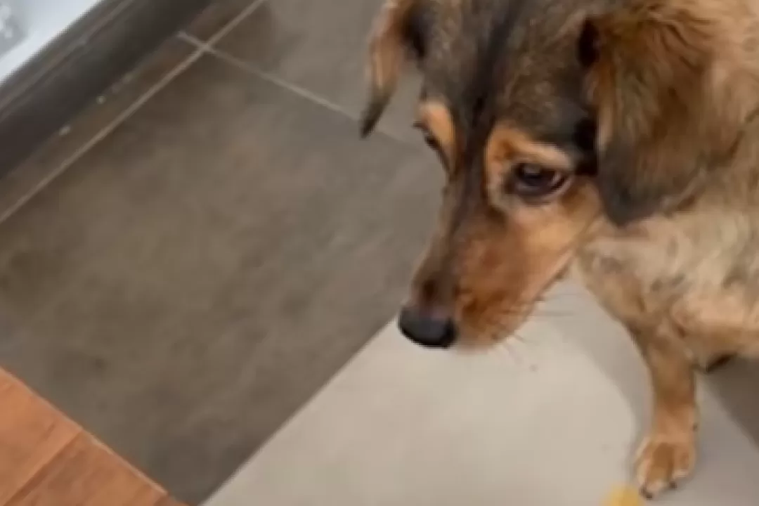 MARA MIRANDO PAW PATROL - FOTO DE DAILY MAIL-