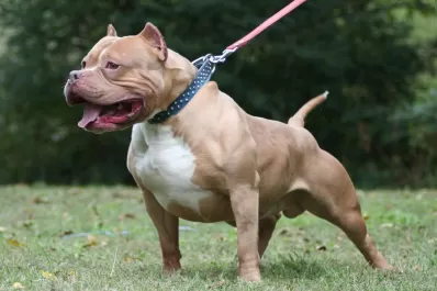 Un pitbull atacó a una bebé de siete meses: su estado es crítico