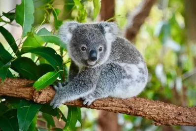 Advertencia: los koalas, en peligro de extinción