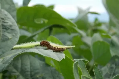 Soja: la “oruga bolillera” afloró por la seca y el calor