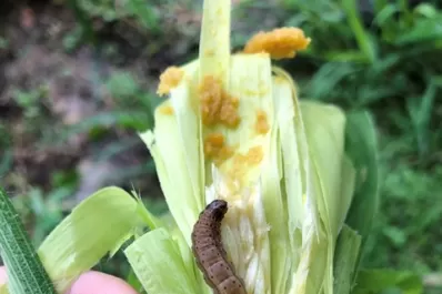Maíz: sugieren el monitoreo contra el “gusano cogollero”
