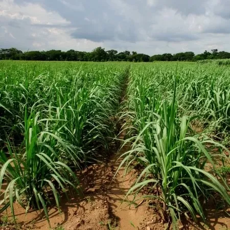 CAÑA. En la época de gran crecimiento del cultivo se halla la mayor densidad de larvas chicas expuestas en la vaina, más susceptibles ante el control. 