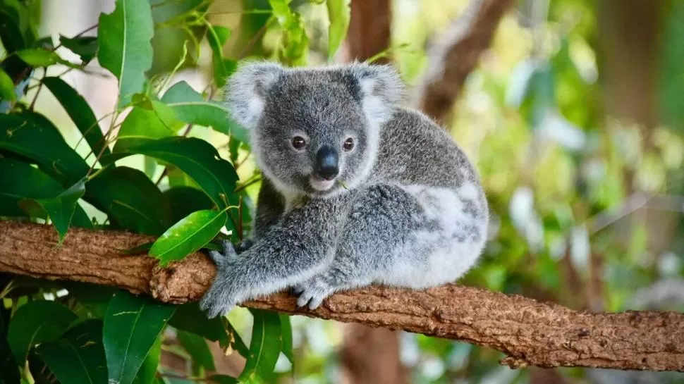 EN PELIGRO. Una sumatoria de problema pone en riesgo los koalas. 