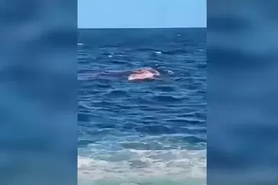 Video: el momento en el que un bañista es atacado mortalmente por un tiburón