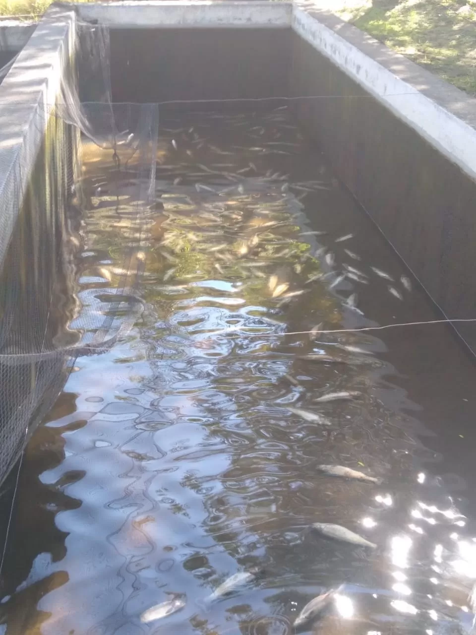 DEVASTACIÓN. Las truchas murieron porque les sacaron el agua.  