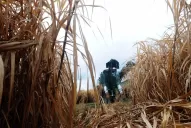 El 80% de los cañeros avaló el estado de los cañaverales