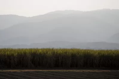 Una encuesta para conocer el análisis del cañero