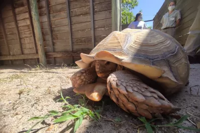 En Mendoza, una tortuga de 65 kilos fue rescatada y la llevaron a una reserva