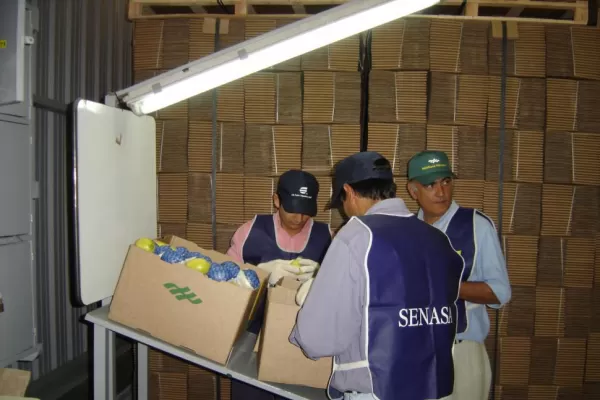 Controles del Senasa para que se pueda vender limón a la UE