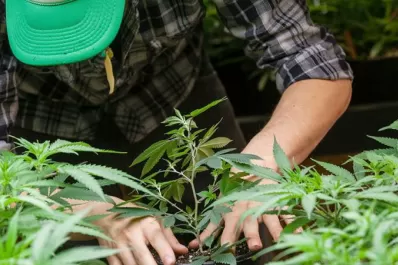 Colombia autorizó el uso industrial del cannabis para alimentos, bebidas y textiles