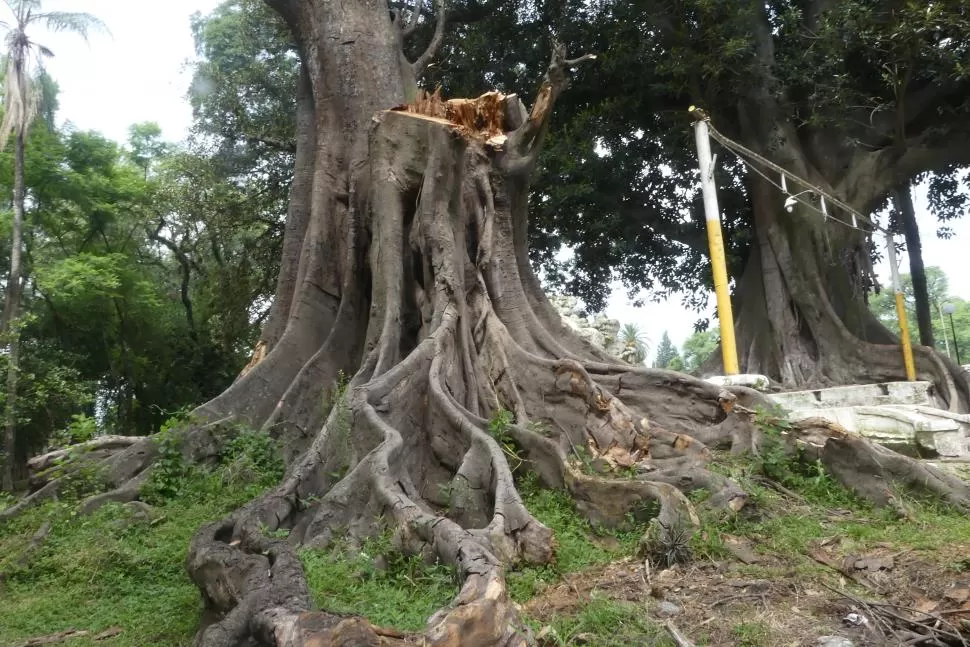  EN GRAVE PELIGRO. En el parque hay especies centenarias. Algunas fueron podadas o se desplomaron.