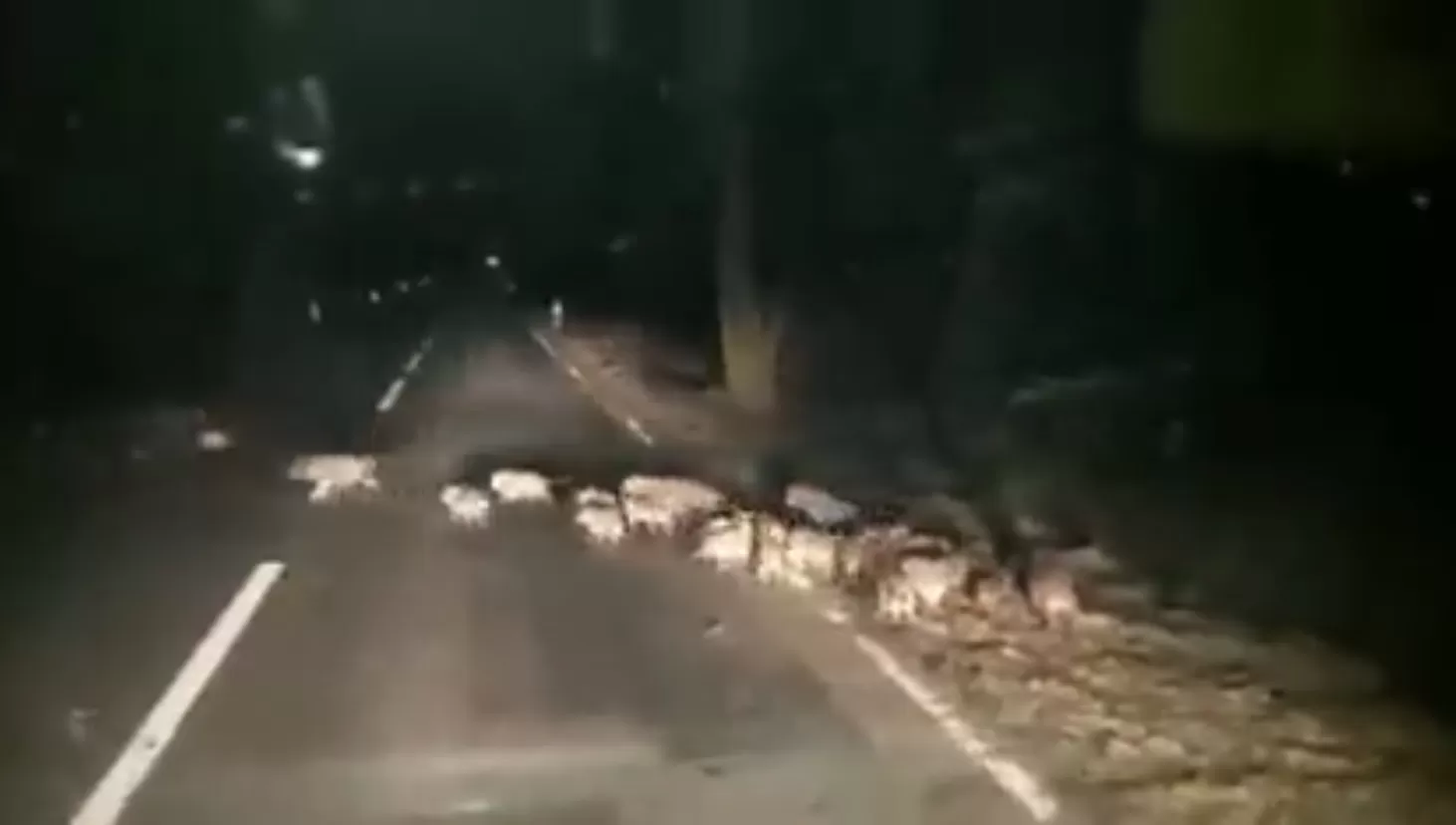 AYUDA. Una médica veterinaria atiende gratis a animales quemados en Corrientes.